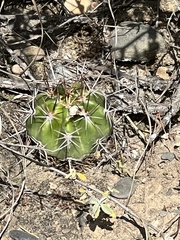 Echinopsis bridgesii