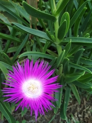 Carpobrotus dimidiatus