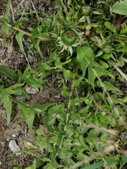 Taraxacum officinale
