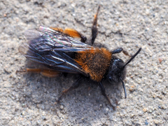 Andrena clarkella