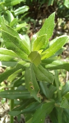 Baccharis dracunculifolia