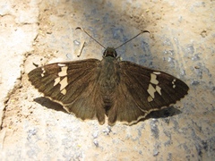 Eudaminae