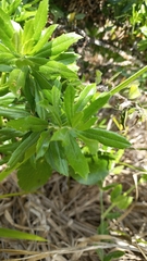 Baccharis dracunculifolia