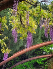 Wisteria sinensis