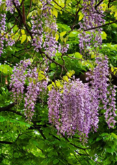 Wisteria sinensis
