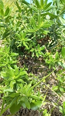 Baccharis dracunculifolia