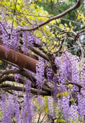 Wisteria sinensis