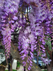 Wisteria sinensis