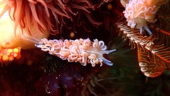 Phyllodesmium horridum