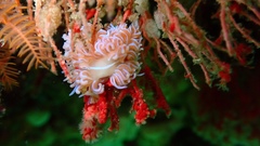 Phyllodesmium horridum