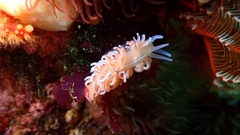 Phyllodesmium horridum