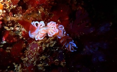 Phyllodesmium horridum
