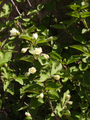 Deutzia grandiflora