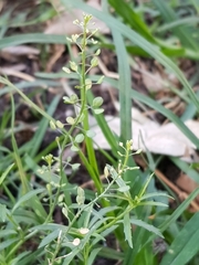Lepidium virginicum