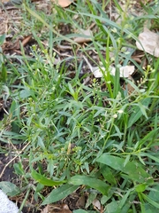 Lepidium virginicum