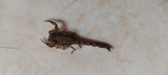 Tityus columbianus