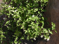 Deutzia grandiflora