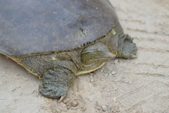 Apalone spinifera spinifera