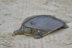 Apalone spinifera spinifera