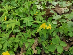 Anemonoides ranunculoides
