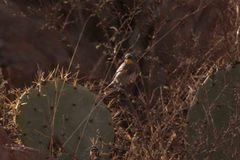 Setophaga coronata auduboni