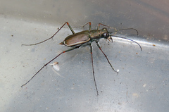 Callytron nivicinctum