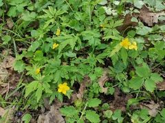 Anemonoides ranunculoides