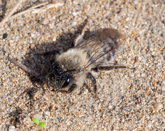 Andrena nycthemera