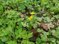Anemonoides ranunculoides
