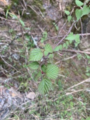 Viburnum betulifolium