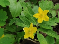 Anemonoides ranunculoides