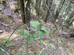 Viburnum betulifolium