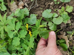 Anemonoides ranunculoides