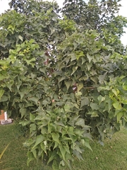 Erythrina lysistemon