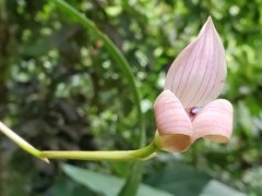 Maxillaria egertoniana