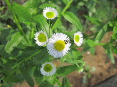 Erigeron