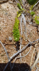 Baccharis gnaphalioides