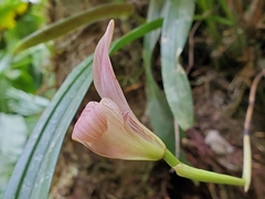Maxillaria egertoniana