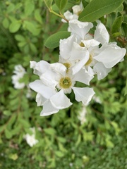 Exochorda