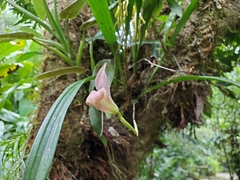 Maxillaria egertoniana
