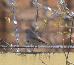 Phoenicurus ochruros