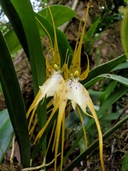 Brassia