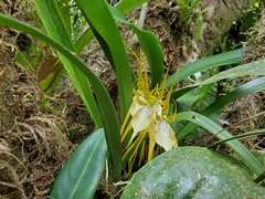 Brassia