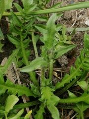 Capsella bursa-pastoris