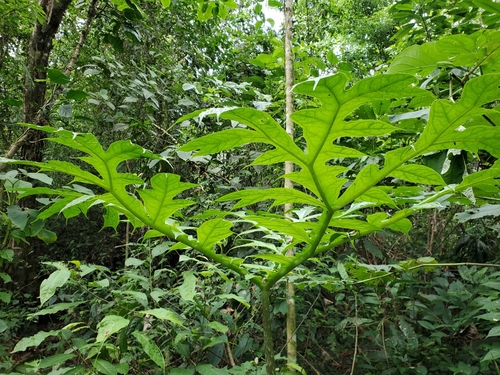 Dracontium pittieri
