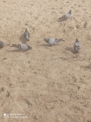 Columba livia