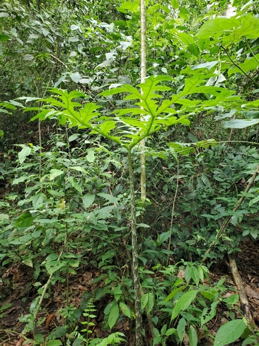 Dracontium pittieri, photograph 1