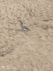 Columba livia
