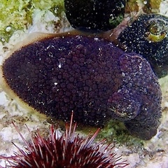 Sepia tuberculata