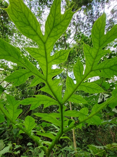 Dracontium pittieri, photograph 2